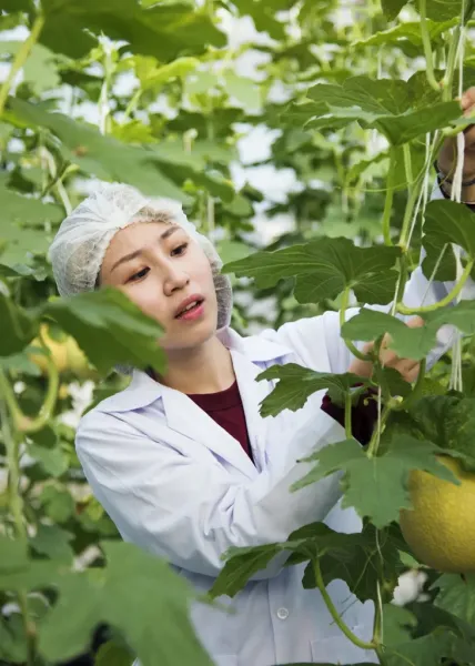 Integrarea muncitorilor asiatici în agricultura românească