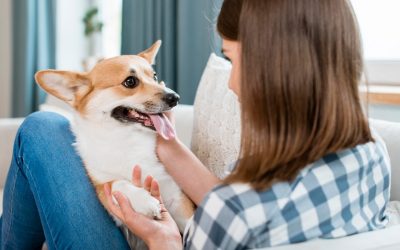 Ce poți oferi câinelui tău pentru imunitate?