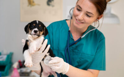 Ce servicii oferă un veterinar din București