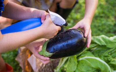 Cum Se Plantează Vinetele: Ghid Pas cu Pas