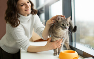 O alimentatie corecta pentru pisica ta