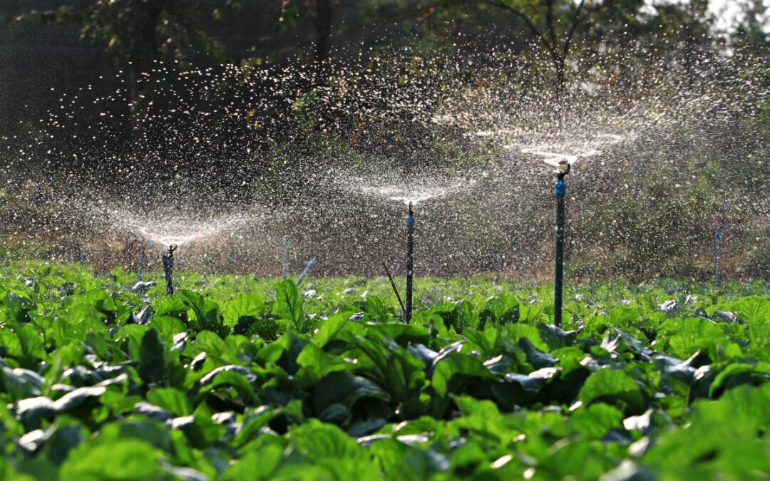 O scurtă introducere în importanța utilizării sistemelor de irigație în agricultură