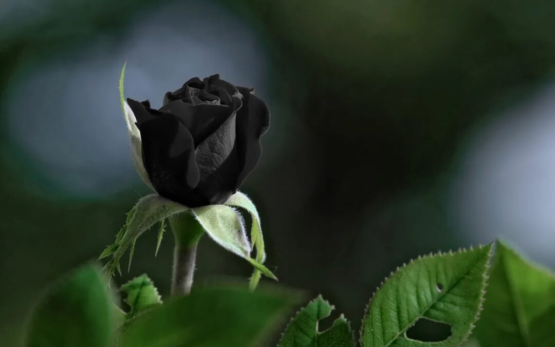 Semnificatia trandafirului negru, o floare plina de mister care este in pericol de disparitie
