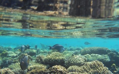 Sharm el-Sheikh și lumea subacvatică: activități pentru iubitorii de mare
