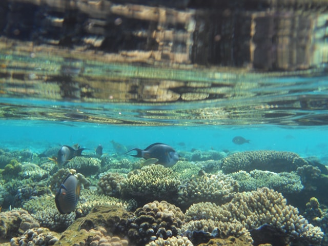 Sharm el-Sheikh și lumea subacvatică: activități pentru iubitorii de mare