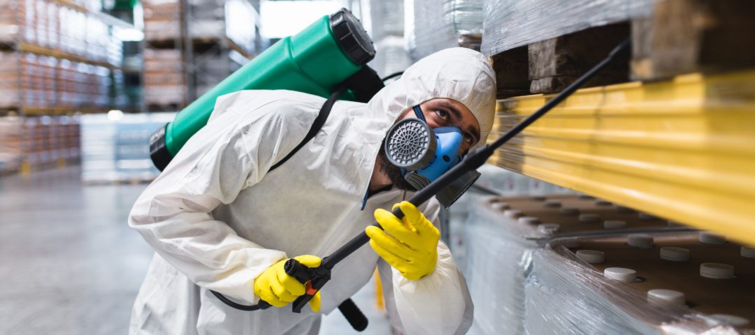 Cât de des trebuie făcută deratizarea? Tot ce trebuie să știi pentru a preveni infestările