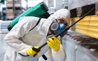 Cât de des trebuie făcută deratizarea? Tot ce trebuie să știi pentru a preveni infestările
