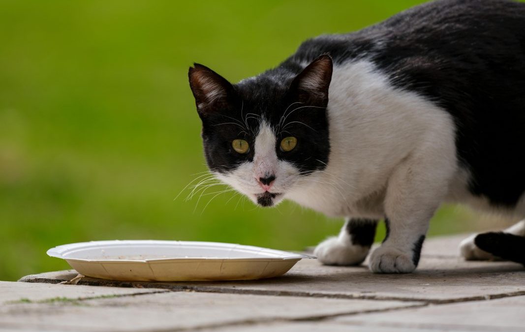 Cum îți hrănești animalele de companie cu produse echilibrate