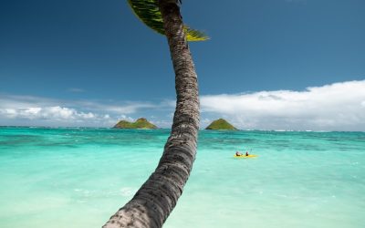 tree near clear sea surrounded by mountains clear blue sky 181624 4011